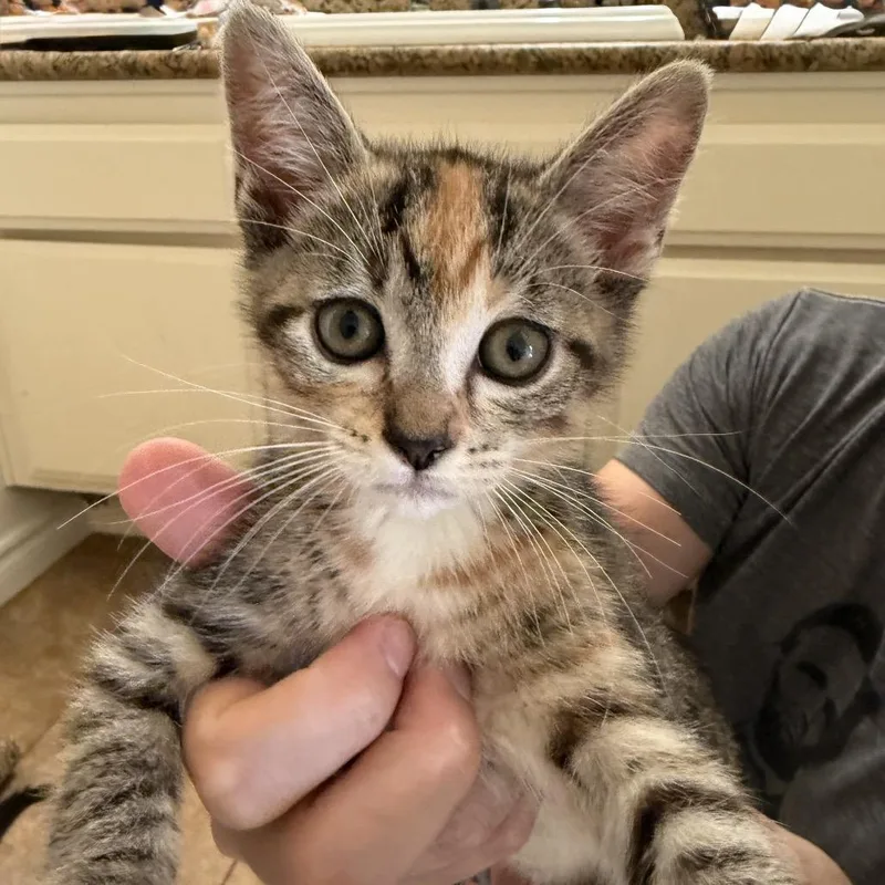 A baby small-sized female Torbie Domestic Short Hair cat named Betty Chino Hills Location for adoption in Chino Hills, CA