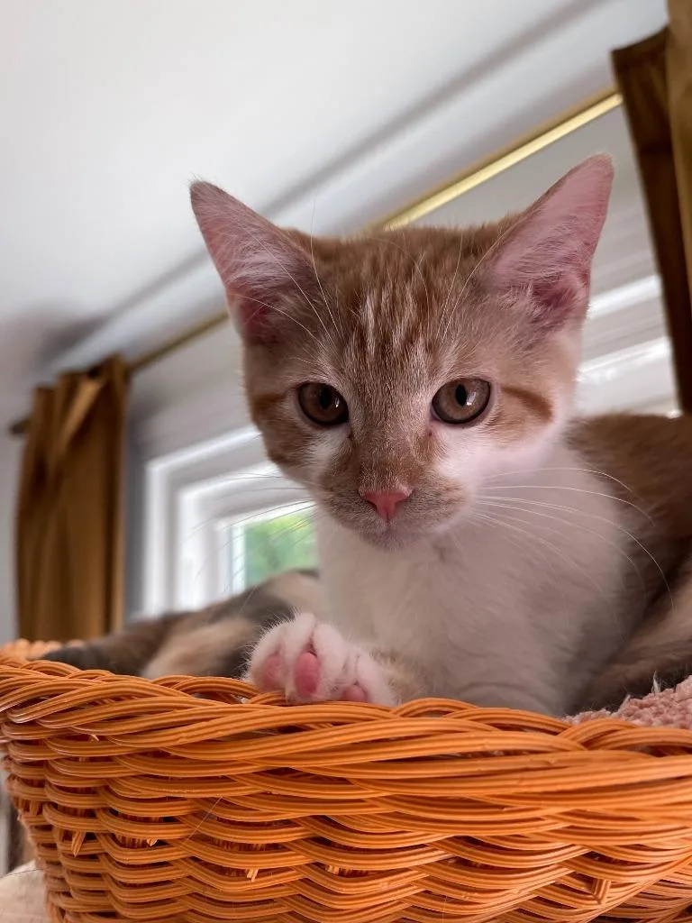 A baby medium-sized male Domestic Short Hair cat named Blooper for adoption in Youngsville, NC