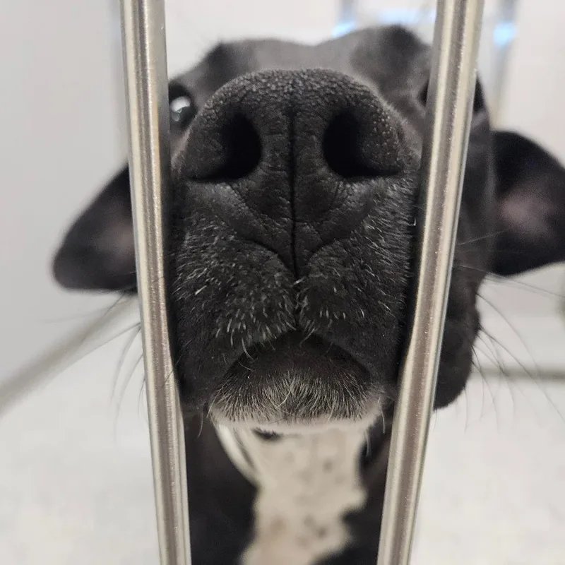 A young medium-sized female Black Pit Bull Terrier dog named Trixie for adoption in Greenville, SC