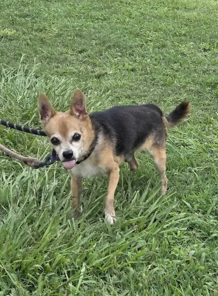 A senior medium-sized male Chihuahua dog named Felix for adoption in New Orleans, LA
