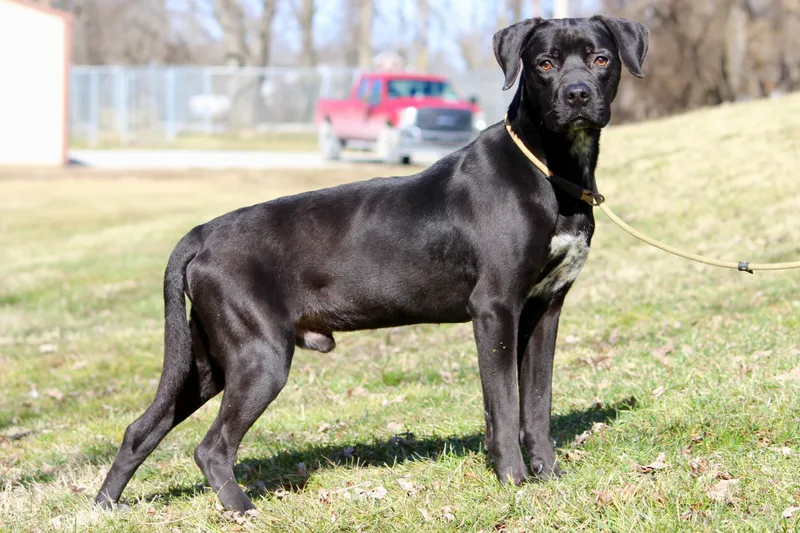 A baby large-sized male Black Mixed Breed dog named Baby Bear for adoption in Brazil, IN