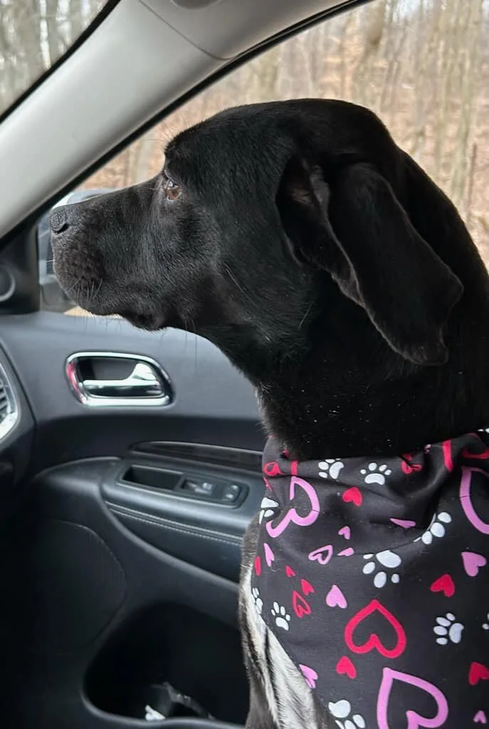 Baby Bear thumbnail 3