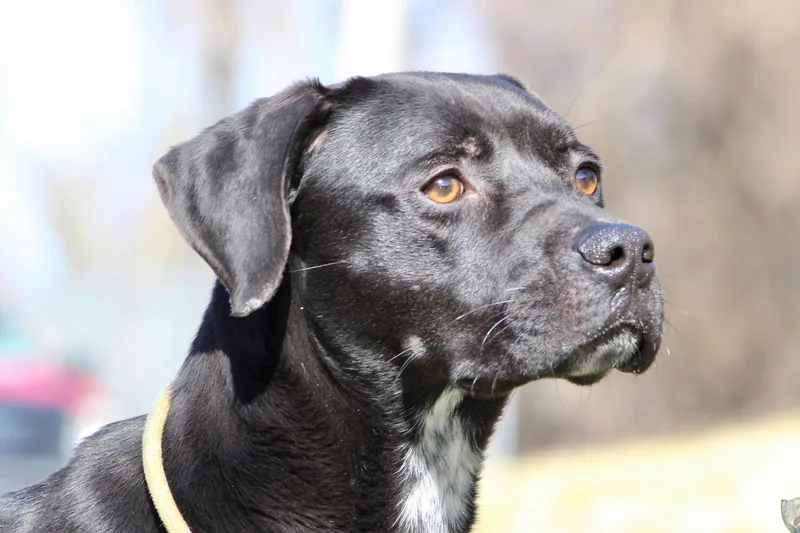 Baby Bear thumbnail 4