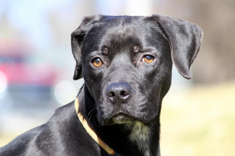 Baby Bear thumbnail 5