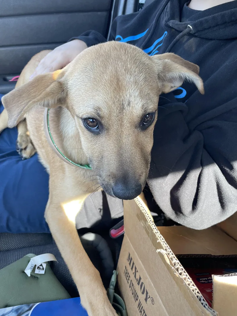 A baby medium-sized female German Shepherd Dog dog named Tilda for adoption in Duxbury, MA