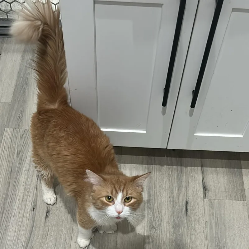 An adult medium-sized male Orange / Red Domestic Short Hair cat named Coco for adoption in Philadelphia, PA