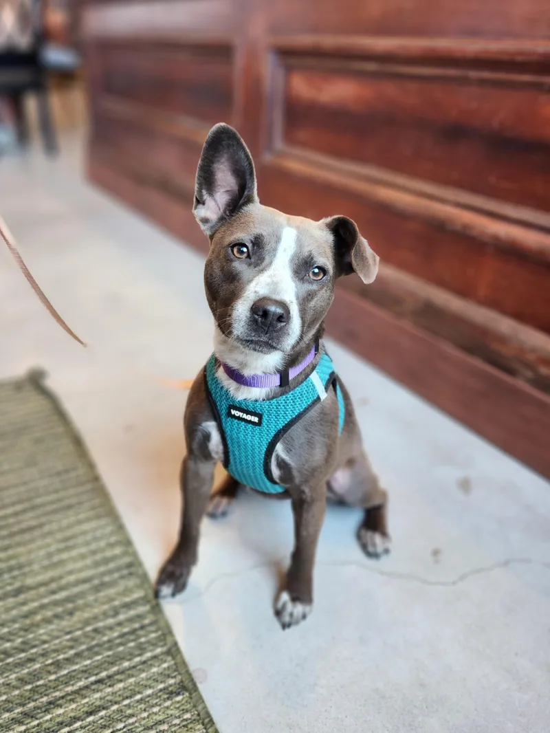 Elsie