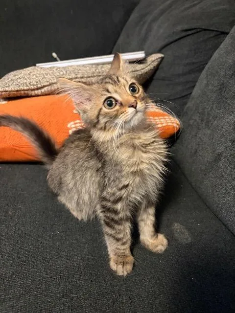 Frito