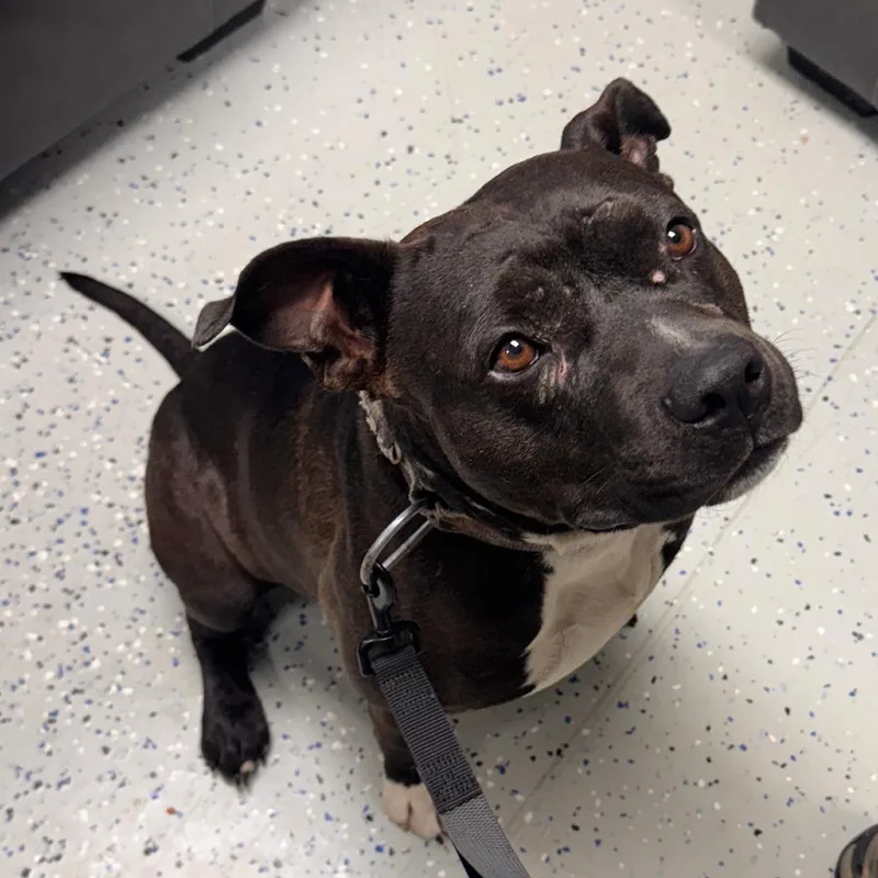 An adult large-sized male Brown / Chocolate Pit Bull Terrier dog named Duke for adoption in Marion, VA
