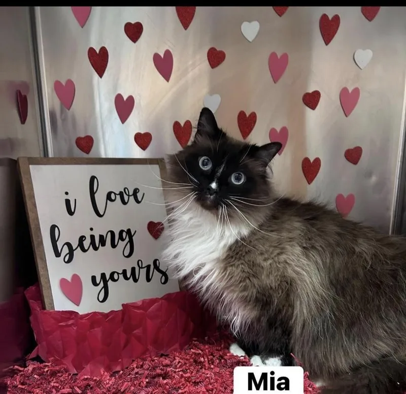 Mia thumbnail 4