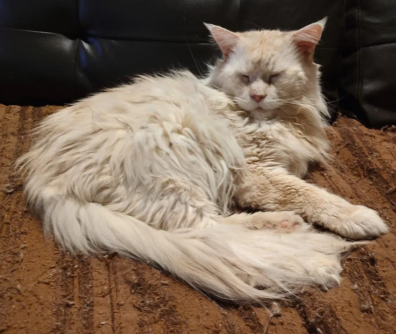 Captain Morgan thumbnail 2