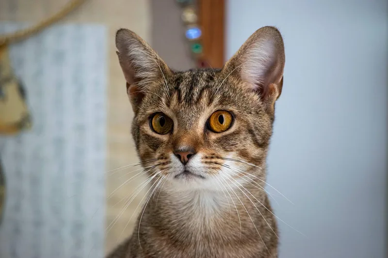 An adult medium-sized male Tabby (Brown / Chocolate) Domestic Short Hair cat named Mau for adoption in Sevierville, TN