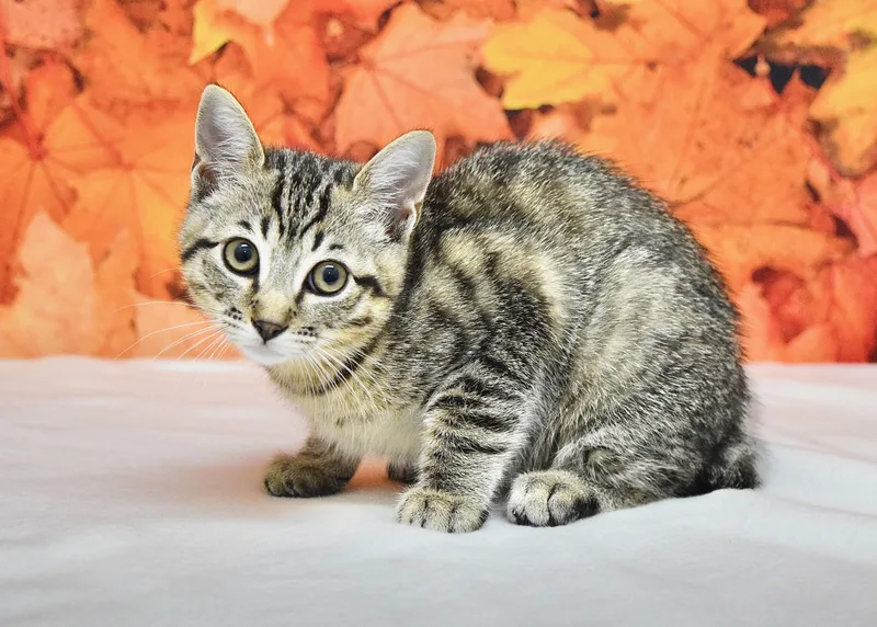 A baby medium-sized female Domestic Short Hair cat named Azalea for adoption in Dublin, CA