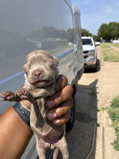 A baby large-sized female Mixed Breed dog named Lily for adoption in Dallas, TX