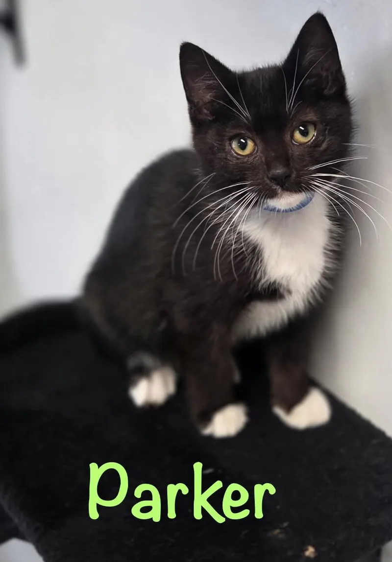 A baby medium-sized male Tuxedo cat named Parker for adoption in Crescent City, CA