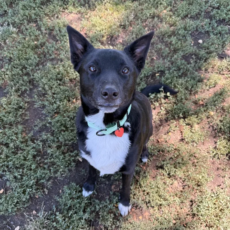 A young medium-sized male Black Mixed Breed dog named Bullet for adoption in Medford, OR