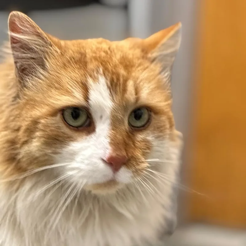 Chef's Kiss thumbnail 2