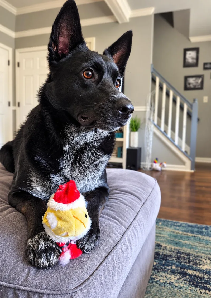 An adult medium-sized male Australian Cattle Dog / Blue Heeler dog named Loki for adoption in Columbia, MD