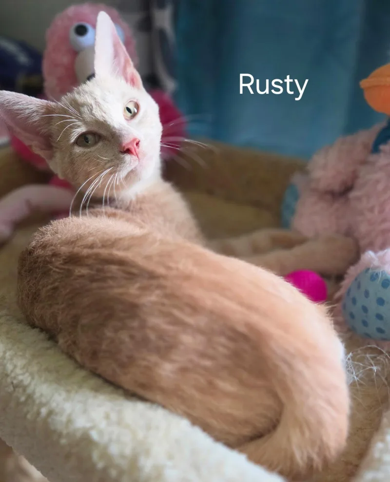 A baby medium-sized male Orange / Red Domestic Short Hair cat named Rusty for adoption in Oviedo, FL