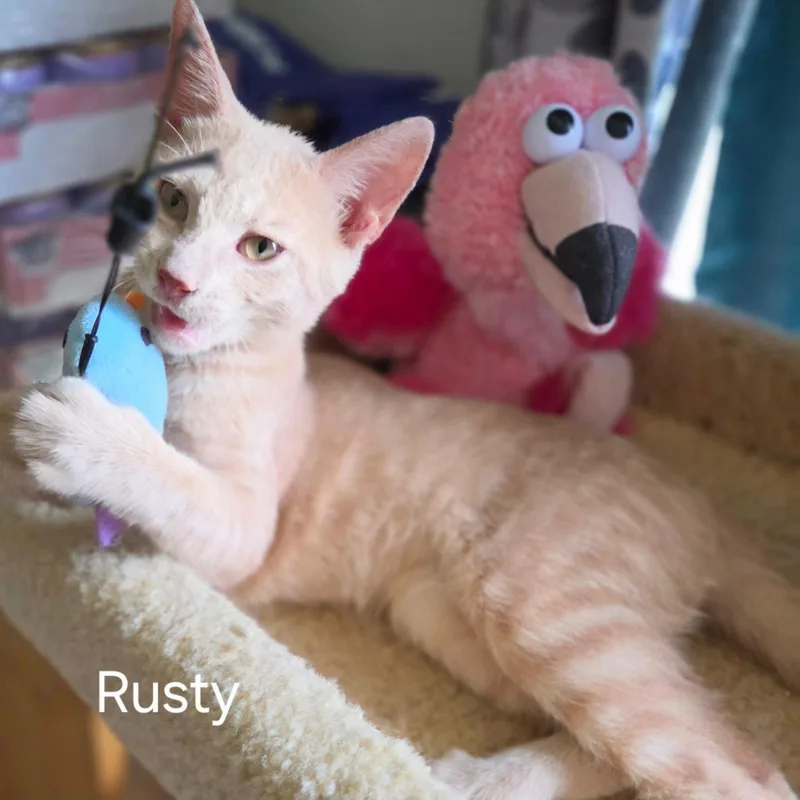 Rusty thumbnail 2