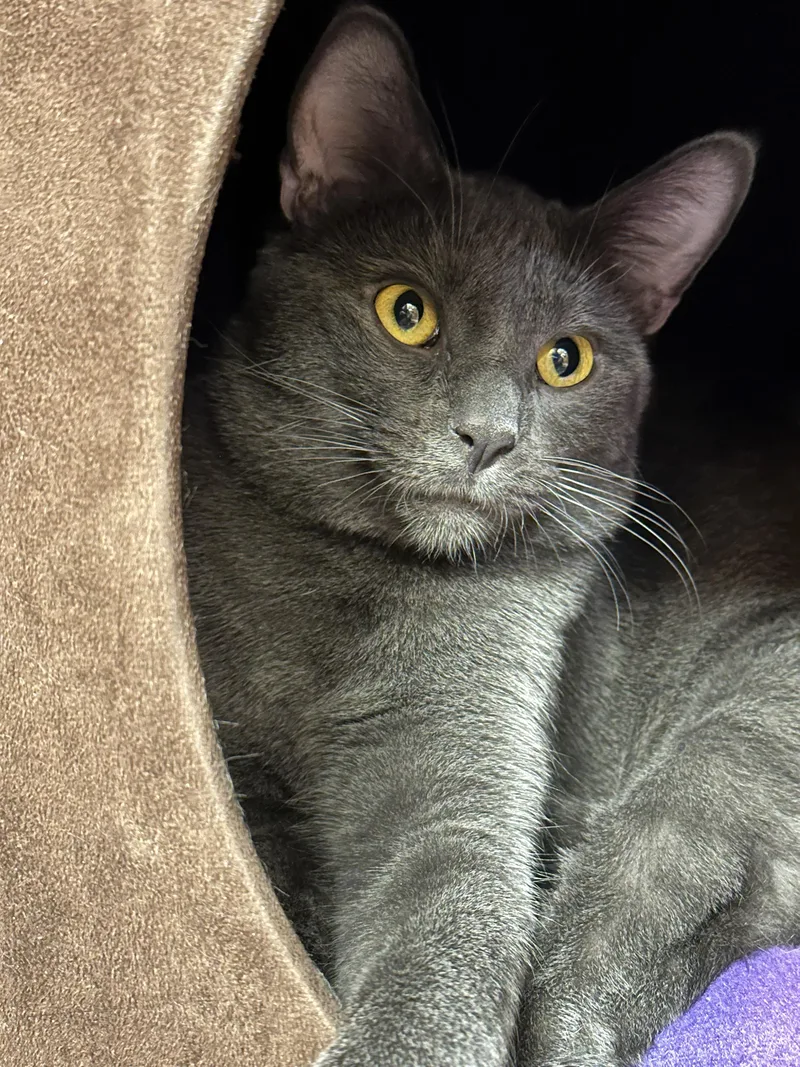 A young medium-sized male Gray / Blue / Silver Domestic Short Hair cat named Calvin for adoption in Crystal Lake, IL