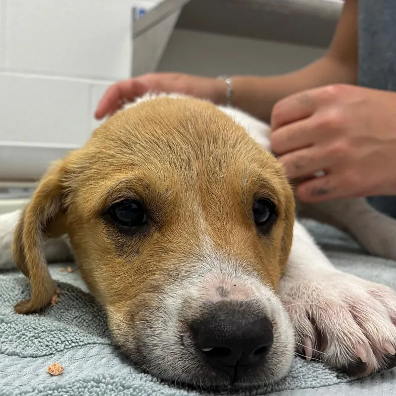 A baby small-sized female White / Cream Great Pyrenees dog named Buttercup Acres for adoption in Corpus Christi, TX