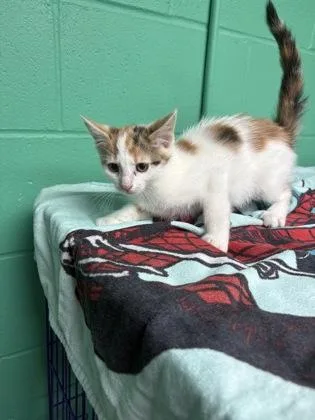 A baby small-sized female Domestic Short Hair cat named Professor McGonagall for adoption in Paducah, KY