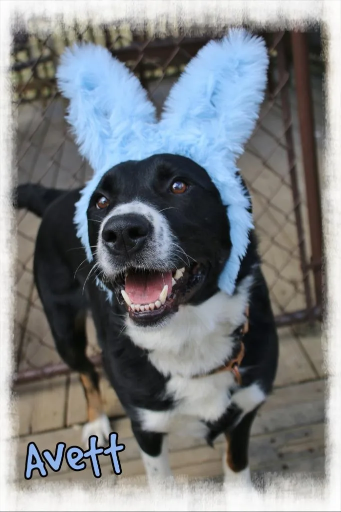 An adult large-sized male Border Collie dog named Avett for adoption in Shippenville, PA