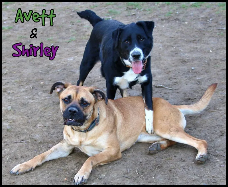 Avett thumbnail 2