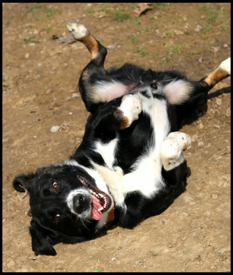 Avett thumbnail 6