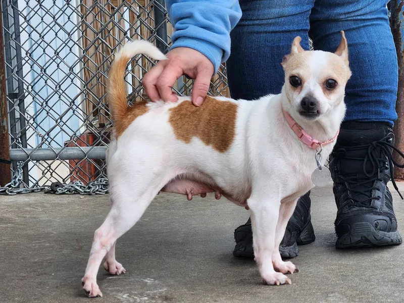 An adult small-sized female White / Cream Chihuahua dog named Blanca for adoption in La Salle, IL