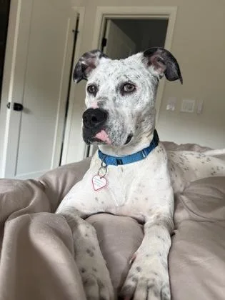 An adult large-sized female Mixed Breed dog named Bunnie for adoption in Washington, DC