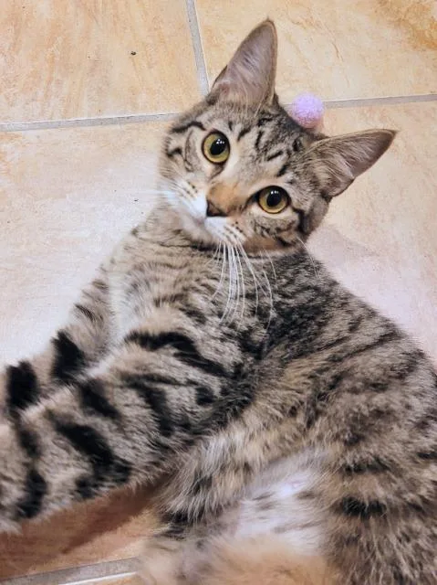 A baby medium-sized female Domestic Short Hair cat named Tricycle for adoption in Cincinnati, OH