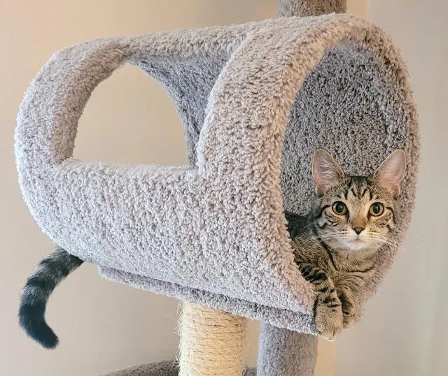 Tricycle thumbnail 2