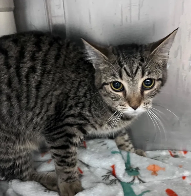 Tricycle thumbnail 3