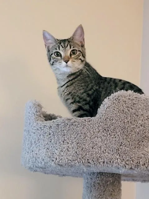 Tricycle thumbnail 4