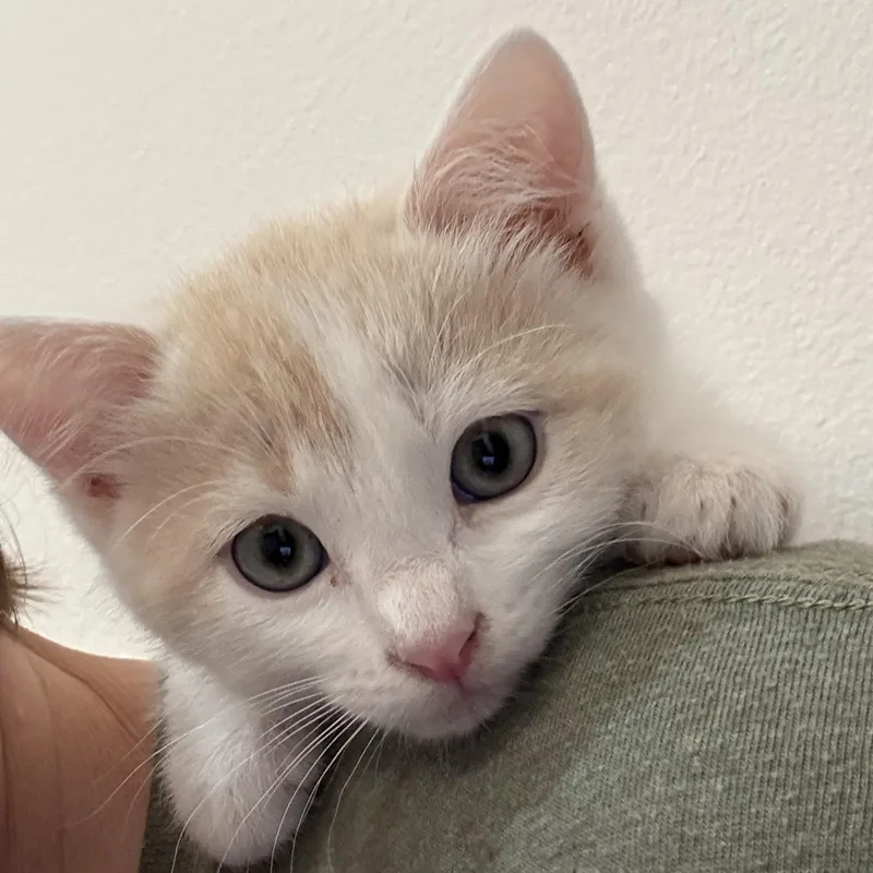A baby small-sized male Buff / Tan / Fawn Domestic Short Hair cat named Jasper for adoption in Bentonville, AR