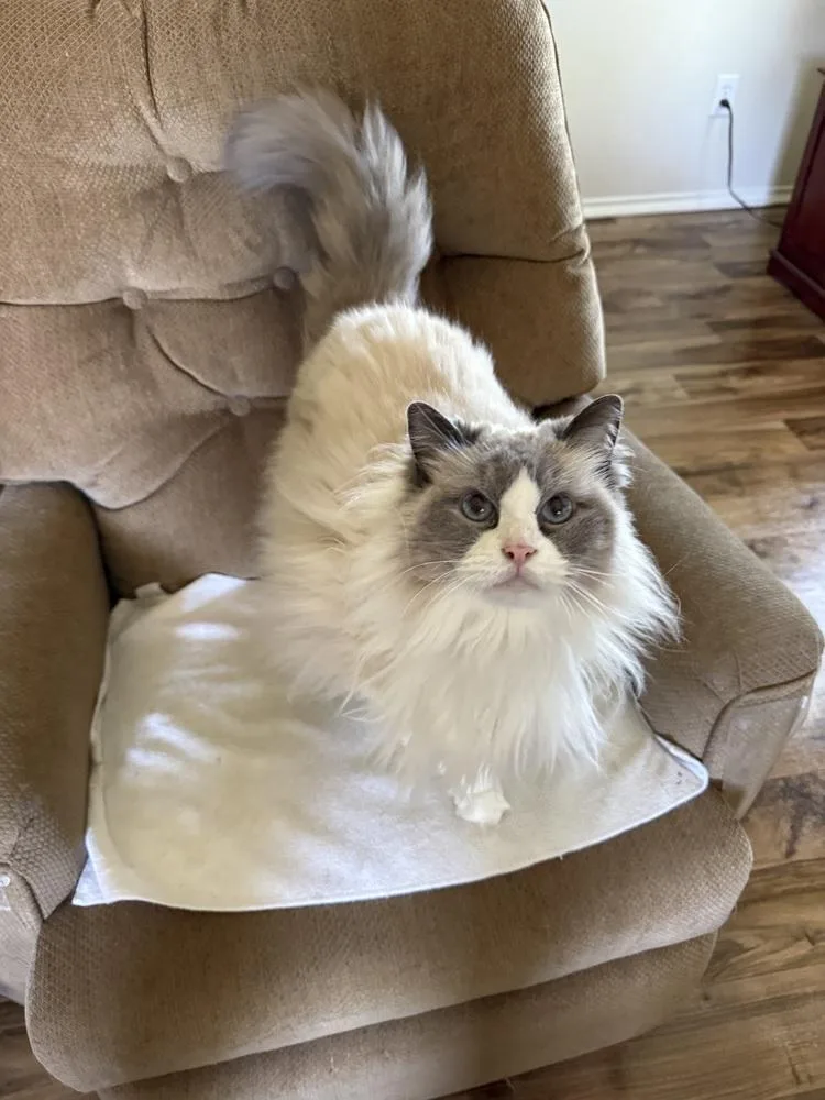 A senior medium-sized female Black & White / Tuxedo Ragdoll cat named Isabella for adoption in Dallas, TX
