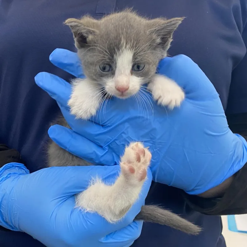 A baby small-sized male Domestic Short Hair cat named 72434 for adoption in Harrisonburg, VA