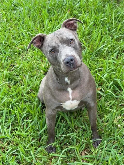 Chula