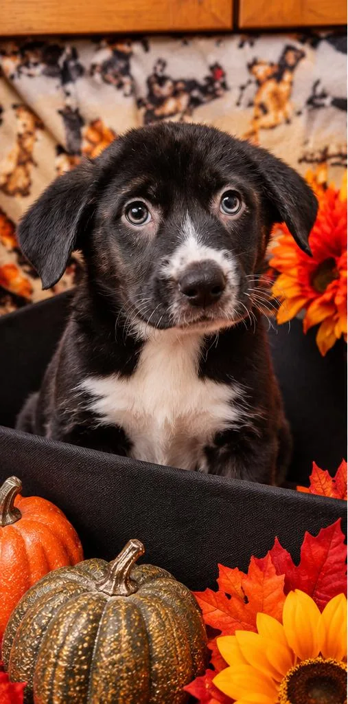 A baby medium-sized female Pit Bull Terrier dog named Pixie for adoption in Sumter, SC
