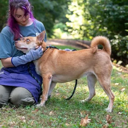 An adult large-sized female Mixed Breed dog named Skyla for adoption in Chamblee, GA