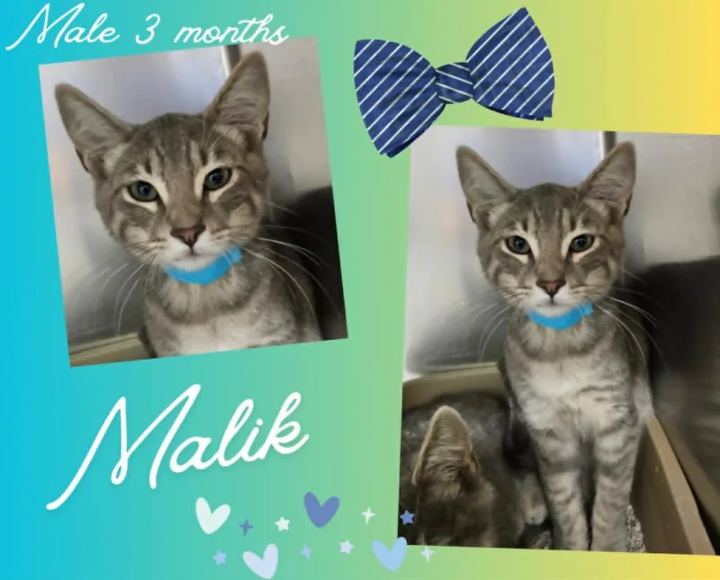 A baby small-sized male Domestic Short Hair cat named Malik for adoption in Blountville, TN