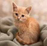 A young medium-sized male Orange / Red Domestic Short Hair cat named Sullivan for adoption in Portsmouth, OH