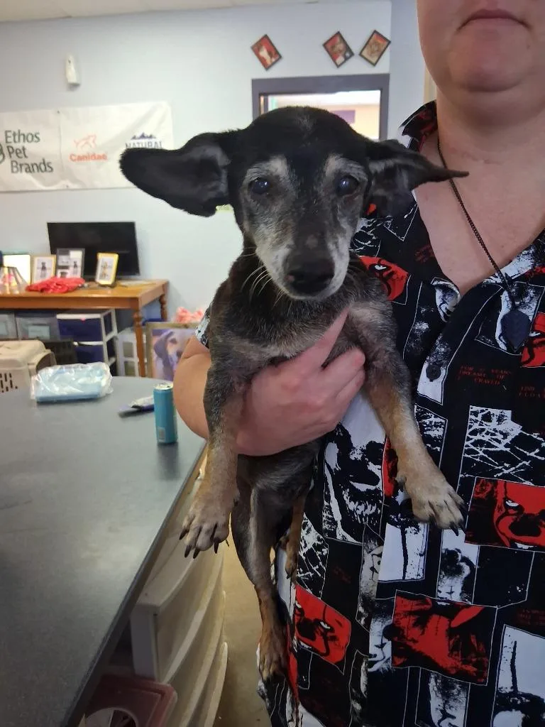 A senior medium-sized female Dachshund dog named Sparkie for adoption in Brownwood, TX