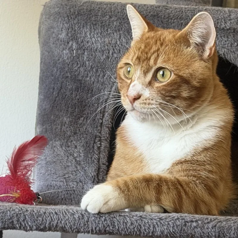 A young large-sized male Orange / Red Domestic Short Hair cat named Leo for adoption in Los Angeles, CA