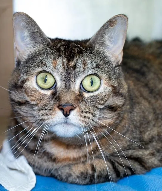 A senior medium-sized female Domestic Short Hair cat named Nina for adoption in Boston, MA