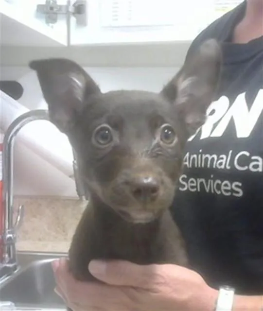 A baby small-sized female Labrador Retriever dog named Fruity Pebbles for adoption in Albuquerque, NM