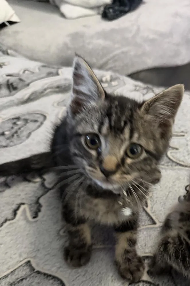 A baby small-sized male Gray / Blue / Silver Domestic Short Hair cat named Thelma for adoption in Dallas, TX