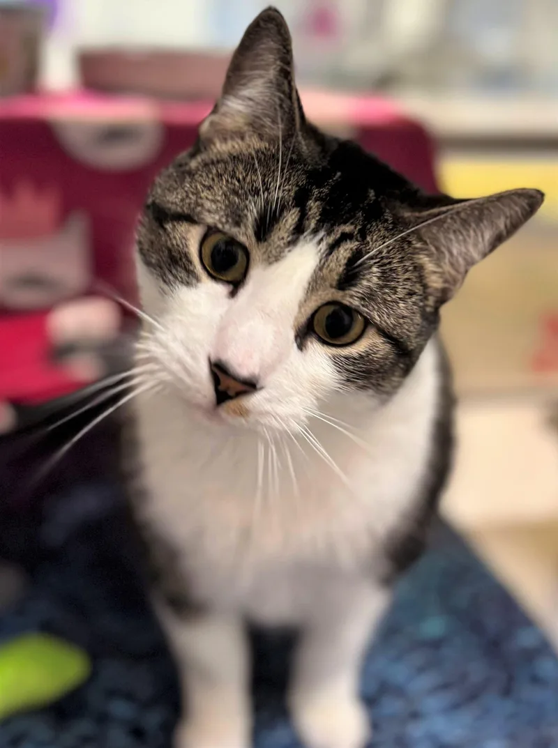 An adult medium-sized female Domestic Short Hair cat named Minnie for adoption in Iowa City, IA